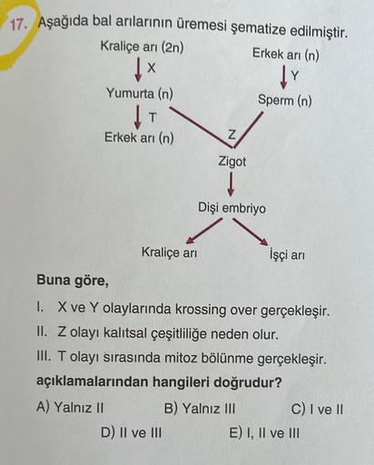 17. Aşağıda bal arılarının üremesi şematize edilmiştir.
Kraliçe arı (2n)
↓ X
Yumurta (n)
↓ T
Erkek arı (n)
Kraliçe arı
N
D) II ve III
Zigot
Erkek arı (n)
↓Y
Sperm (n)
Dişi embriyo
İşçi arı
Buna göre,
I. X ve Y olaylarında krossing over gerçekleşir.
II. Z o