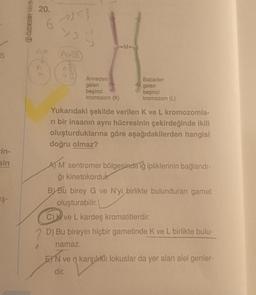 S
ein-
sin
is
Ş-
ÖZDEBİR YAYIN
20.
6
23<3
Y3
AaB
B
^^
→M
Anneden
gelen
beşinci
kromozom (K)
Babadan
N gelen
beşinci
kromozom (L)
Yukarıdaki şekilde verilen K ve L kromozomla-
ri bir insanın aynı hücresinin çekirdeğinde ikili
oluşturduklarına göre aşağıdakilerden hangisi
doğru olmaz?
A) M' sentromer bölgesinde iğ ipliklerinin bağlandı-
ğı kinetokorduk
BY Bu birey G ve N'yi birlikte bulunduran gamet
oluşturabilir.
C) ve L kardeş kromatitlerdir.
7 D) Bu bireyin hiçbir gametinde K ve L birlikte bulu-
namaz.
EN ve n karşılıklı lokuslar da yer alan alel genler-
karşurkdi
dir.