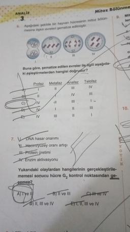 ANALİZ
3.
Aşağıdaki şekilde bir hayvan hücresinin mitoz bölün-
mesine ilişkin evreleri şematize edilmiştir.
C)
Holl
Profaz Metafaz
||
||
Buna göre, şematize edilen evreler ile ilgili aşağıda-
ki eşleştirmelerden hangisi doğrudur?
||
IV
A) Tye I
|||
7. DNA hasar onarımı
Hacim/yuzey oranı artışı
III. Protein üretimi
W. Enzim aktivasyonu
|||
D) II, III ve IV
B) II ve III
Mitoz Bölünme
40
Anafaz Telofaz
|||
IV
IV
|||
|||
||
= =
IV
I>
|||
-
Yukarıdaki olaylardan hangilerinin gerçekleştirile-
memesi sonucu hücre G₂ kontrol noktasından ge-
gemez?
C) ve TV
9.
ET, II, III ve IV
Mit
len
N
HOTIK
I
H
O
10.