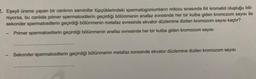 2. Eşeyli üreme yapan bir canlının seminifer tüpçüklerindeki spermatogoniumların mitozu sırasında 64 kromatid oluştuğu bili-
niyorsa, bu canlıda primer spermatositlerin geçirdiği bölünmenin anafaz evresinde her bir kutba giden kromozom sayısı ile
sekonder spermatositlerin geçirdiği bölünmenin metafaz evresinde ekvator düzlemine dizilen kromozom sayısı kaçtır?
Primer spermatositlerin geçirdiği bölünmenin anafaz evresinde her bir kutba giden kromozom sayısı
Sekonder spermatositlerin geçirdiği bölünmenin metafaz evresinde ekvator düzlemine dizilen kromozom sayısı