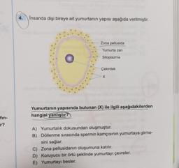 fin-
r?
4.
Insanda dişi bireye ait yumurtanın yapısı aşağıda verilmiştir.
Zona pellusida
Yumurta zarı
Sitoplazma
Çekirdek
X
Yumurtanın yapısında bulunan (X) ile ilgili aşağıdakilerden
hangisi yanlıştır?
A) Yumurtalık dokusundan oluşmuştur.
B) Döllenme sırasında spermin kamçısının yumurtaya girme-
sini sağlar.
C) Zona pellusidanın oluşumuna katılır.
D) Koruyucu bir örtü şeklinde yumurtayı çevreler.
E) Yumurtayı besler.