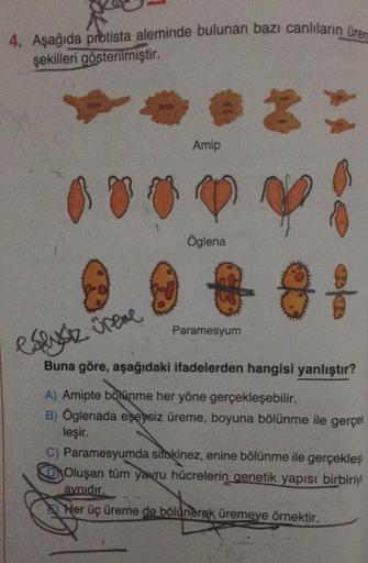 4. Aşağıda protista aleminde bulunan bazı canlıların üre
şekilleri gösterilmiştir.
00
Amip
Öglena
**
Paramesyum
eslysiz üreme
Buna göre, aşağıdaki ifadelerden hangisi yanlıştır?
A) Amipte bölünme her yöne gerçekleşebilir.
B) Öglenada eşeysiz üreme, boyuna 