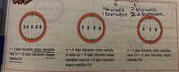 XXX XX
n = 5 olan hücrenin mitoz metafazi
veya 2n = 10 olan hücrenin mayoz
metafaz-ll'si
X X X X
↓
Ibromatit
↓
2 kromatit.
I kromozem 8 kromozom.
n = 4 olan hücrenin mitoz metafa-
zı veya 2n = 4 olan hücrenin mitoz
metafazı veya 2n = 8 olan hücrenin
mayoz metafaz ll'si
n = 3 olan hücrenin mitoz metafazi
veya 2n = 6 olan hücrenin mayoz
metafaz ll'si