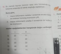 10. Bir memeli hayvan türünün eşey ana hücresinde
bölünme sırasında 22 tetrat oluştuğu saptanıyor.
Buna göre,
L mayoz bölünmenin metafaz I evresinde ekvator düzle
de sıralanan homolog kromozom çifti,
II mayoz bölünmenin anafaz Il evresinde bir kutba ça
len kromozom
sayılanı aşağıdakilerden hangisinde doğru verilmiştir?
A)
B)
C
D)
E
11.
may
I
22
11
22
44
44
||
11
22
22
22
11
44
1. Eşeyl
0.7mm
II.
veril
mişt
A)
B)
D
E