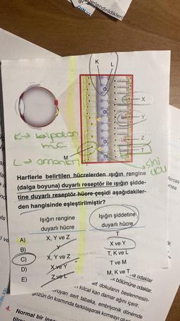 Is
Ja
End
ls
i ve
LARL
K→ bipolon
mc
L→ amo
A)
B)
C)
E)
M
erlendirildikleri
Işığın rengine
duyarlı hücre
X, Y ve Z
DIN VA
t
4. Normal bir insa
K
Harflerle belirtilen hücrelerden ışığın rengine CU
(dalga boyuna) duyarlı reseptör ile ışığın şidde-
sini
tine duyarlı reseptör hücre çeşidi aşağıdakiler-
den hangisinde eşleştirilmiştir?
Y
X, Y ve Znae
X ve Y
Z ve L
Işığın şiddetine
duyarlı hücre
T
X ve Y
T, K ve L
T ve M
M, K
X
ve T
Z
T
a odaklar
K bölümüne odaklar.
alt dokuların beslenmesin-
yozün ön kısmında farklılaşarak korneayı ok
ruyan sert tabaka, embriyonik dönemde
.. kılcal kan damar ağını içerir.
Mercek
rnea