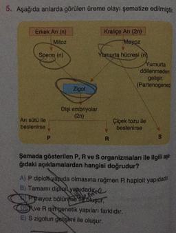 5. Aşağıda arılarda görülen üreme olayı şematize edilmiştir.
Erkek Arı (n)
Mitoz
Sperm (n)
Arı sütü ile
beslenirse
P
Zigot
Dişi embriyolar
(2n)
Kraliçe Arı (2n)
Mayoz
Yumurta hücresi (n)
R
Yumurta
döllenmeden
gelişir.
(Partenogenez)
Çiçek tozu ile
beslenirse
S
Şemada gösterilen P, R ve S organizmaları ile ilgili aşa
ğıdaki açıklamalardan hangisi doğrudur?
A) P diploft yapıda olmasına rağmen R haploit yapıdadı
B) Tamamı diploit yapıdadı
Pmayoz bölünme ile oluşur.
Rve R nin genetik yapıları farklıdır.
E) S zigotun gelişimi ile oluşur.