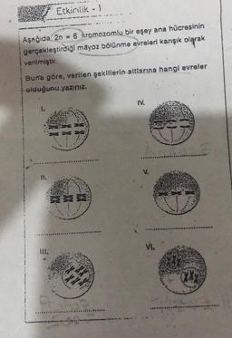 Etkinlik - 1
Aşağida 2n = 6 kromozomlu bir eşey ana hücresinin
gerçekleştirdiği mayoz bölünme evreleri karışık olarak
verilmiştir.
Buna göre, verilen şekillerin altlarına hangi evreler
olduğunu yazınız.
***
ARRY
IV.
V.
VI.