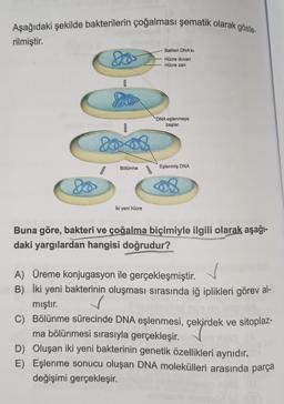 Aşağıdaki şekilde bakterilerin çoğalması şematik olarak göste-
rilmiştir.
I
2008
Bölünme
Iki yeni hücre
Bakteri DNA'sı
Hücre duvarı
Hücre zarı
DNA eşlenmeye
başlar.
Eşlenmiş DNA
Buna göre, bakteri ve çoğalma biçimiyle ilgili olarak aşağı-
daki yargılardan hangisi doğrudur?
A) Üreme konjugasyon ile gerçekleşmiştir.
B) İki yeni bakterinin oluşması sırasında iğ iplikleri görev al-
mıştır.
C) Bölünme sürecinde DNA eşlenmesi, çekirdek ve sitoplaz-
ma bölünmesi sırasıyla gerçekleşir.
D) Oluşan iki yeni bakterinin genetik özellikleri aynıdır,
E) Eşlenme sonucu oluşan DNA molekülleri arasında parça
değişimi gerçekleşir.