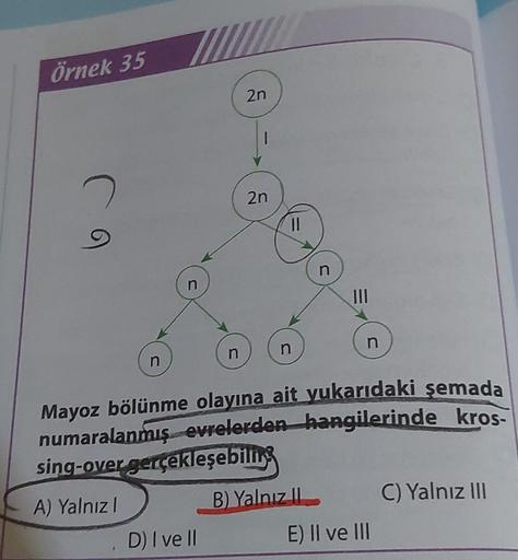 Örnek 35
ca
n
n
n
D) I ve II
2n
1
2n
11
n
n
B) Yalnız II
|||
Mayoz bölünme olayına ait yukarıdaki şemada
numaralanmış evrelerden hangilerinde kros-
sing-over gerçekleşebili
A) Yalnızl
n
E) II ve III
C) Yalnız III