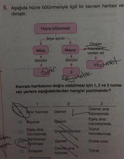 8. Aşağıda hücre bölünmesiyle ilgili bir kavram haritası ve-
rilmiştir.
roz
Wydz
Mitoz
Hücre bölünmesi
Görülür
1
C)
B) Alyuvar
İkiye ayrılır
Sinir
Eşey ana
hücresinde
Sentromer
ayrılması
E) Sinapsis
Mayoz
Elyanahik.
Kavram haritasının doğru olabilmesi için
