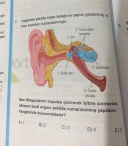 Snün
rgin
iletir.
nur.
iletir.
şur.
rir.
2. Aşağıdaki şekilde insan kulağının yapısı gösterilmiş
bazı kısımları numaralanmıştır.
ört
A) 1
2. Örs
B) 2
1. Kulak zarı
3. Yarım daire
kanalları
C) 3
4. Salyangoz
5. Östaki
borusu
Ses titreşimlerini impulsa çevirerek işitme sinirlerine
aktaran korti organı şekilde numaralanmış yapıların
hangisinde bulunmaktadır?
ve
D) 4
5.
E) 5
K