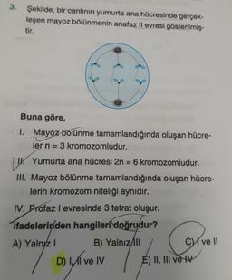 3. Şekilde, bir canlının yumurta ana hücresinde gerçek-
leşen mayoz bölünmenin anafaz II evresi gösterilmiş-
tir.
Buna göre,
1. Mayoz bölünme tamamlandığında oluşan hücre-
ler n = 3 kromozomludur.
U.
U. Yumurta ana hücresi 2n = 6 kromozomludur.
III. Mayoz bölünme tamamlandığında oluşan hücre-
lerin kromozom niteliği aynıdır.
IV. Profaz I evresinde 3 tetrat oluşur.
ifadelerinden hangileri doğrudur?
A) Yalnız I
B) Yalnız/II
D) 1,₁11 ve IV
CI ve II
E) II, III ve IV