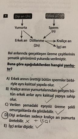 7
Dişi arı (2n)
Yumurta
Erkek arı Döllenme
(2n)
Erkek ari (n
Sperm
(n)
Kraliçe arı
İşçi arı
Bal arılarında gerçekleşen üreme çeşitlerinin
şematik görünümü yukarıda verilmiştir.
Buna göre aşağıdakilerden hangisi yanlış-
tır?
i
A) Erkek arının ürettiği bütün spermler birbi-
riyle aynı kalıtsal yapıda olur.
B) Kraliçe arının yumurtalarından gelişen bü-
tün erkek arılar aynı kalıtsal yapıya sahip
olur.
C) Verilen şemadaki eşeysiz üreme şekli
omurgalılarda da görülebilir. V
Dişi arılardan sadece kraliçe arı yumurta
üretebilir. X+ışqi
E) İşçi arılar dişidir.