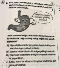 a
2. Tuna sindirim sistemiyle ilgili bir karikatür hazırlam
ve mide içerisinde bazı besinlere (kiraz, marul, balık
ve elma) yer vermiştir.
Hangilerinin kimyasal
Undirimini gerce
tirebilirim?
Tuna'nın hazırladığı karikatürde midenin sorusu-
na verilecek doğru cevap hangi seçenekte yer al-
maktadır?
3. M
A) Yapındaki enzimler sayesinde hepsinin kimyasal
sindirimini gerçekleştirebilirsin.
B) Malesef hiç birinin sindirimini gerçekleştiremezsin.
C) Yapındaki enzimlerle balığın kimyasal sindirimi-
ni yapabilirsin.
D) Kiraz, marul ve elmanın kimyasal sindirimini ger-
çekleştirebilirsin.
MIC
h
