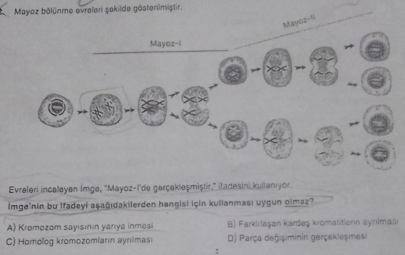 Mayoz bölünme evreleri şekilde gösterilmiştir.
Mayoz-l
Mayoz-11
A) Kromozom sayısının yarıya inmesi
C) Homolog kromozomların ayrılması
-0-1
Evreleri inceleyen Imge, "Mayoz-l'de gerçekleşmiştir." ifadesini kullanıyor.
imge'nin bu ifadeyi aşağıdakilerden han
