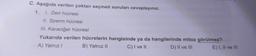 C. Aşağıda verilen çoktan seçmeli soruları cevaplayınız.
1. I. Deri hücresi
II. Sperm hücresi
III. Karaciğer hücresi
Yukarıda verilen hücrelerin hangisinde ya da hangilerinde
A) Yalnız I
B) Yalnız II
C) I ve II
mitoz görülmez?
D) II ve III
E) I, II ve III