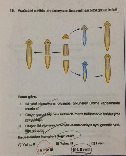19. Aşağıdaki şekilde bir planaryanın üçe ayrılması olayı gösterilmiştir.
Shop Sind 97
1
20
Buna göre,
1. İki yeni planaryanın oluşması bölünerek üreme kapsamında
incelenir.
II. Olayın gerçekleşmesi sırasında mitoz bölünme ve farklılaşma
gerçekleşir.
III.