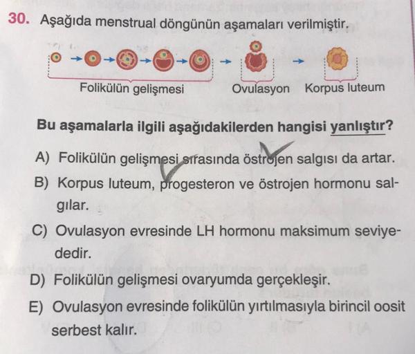 30. Aşağıda menstrual döngünün aşamaları verilmiştir.
Folikülün gelişmesi
Ovulasyon Korpus luteum
Bu aşamalarla ilgili aşağıdakilerden hangisi yanlıştır?
A) Folikülün gelişmesi sırasında östrojen salgısı da artar.
B) Korpus luteum, progesteron ve östrojen 