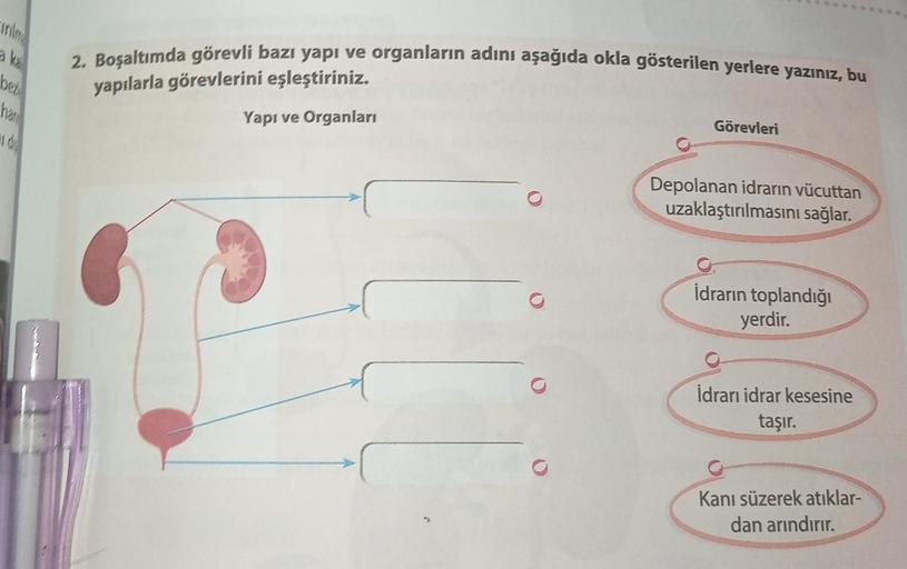 Trile
ak
bez
haw
d
2. Boşaltımda görevli bazı yapı ve organların adını aşağıda okla gösterilen yerlere yazınız, bu
yapılarla görevlerini eşleştiriniz.
Yapı ve Organları
Görevleri
Depolanan idrarın vücuttan
uzaklaştırılmasını sağlar.
İdrarın toplandığı
yerd