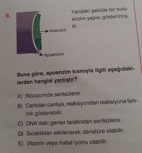 9.
Koenzim
Apoenzim
Yandaki şekilde bir holo-
enzim yapısı gösterilmiş-
tir.
Buna göre, apoenzim kısmıyla ilgili aşağıdaki-
lerden hangisi yanlıştır?
A) Ribozomda sentezlenir.
B) Canlıdan canlıya, reaksiyondan reaksiyona fark-
lılık gösterebilir.
C) DNA'da