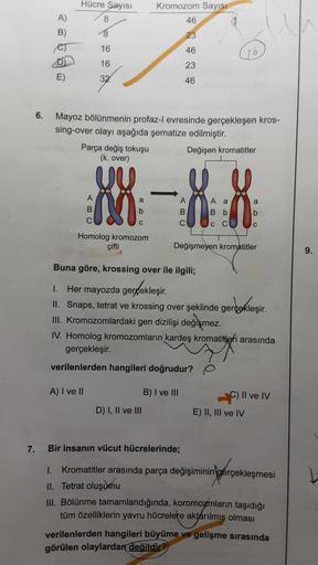 7.
6.
A)
B)
eT
Hücre Sayısı
8
8
16
16
32
Mayoz bölünmenin profaz-l evresinde gerçekleşen kros-
sing-over olayı aşağıda şematize edilmiştir.
Değişen kromatitler
Parça değiş tokuşu
(k. over)
88-88
Homolog kromozom
çifti
Kromozom Sayısı
46
23
46
23
46
A) I ve