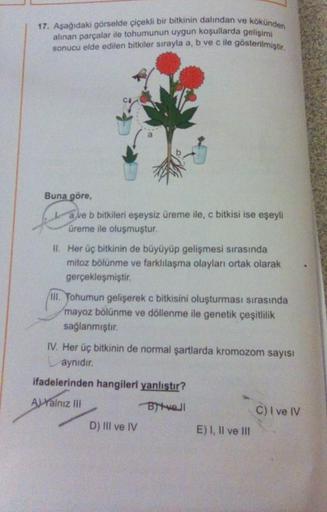 17. Aşağıdaki görselde çiçekli bir bitkinin dalından ve kökünden
alınan parçalar ile tohumunun uygun koşullarda gelişimi
sonucu elde edilen bitkiler sırayla a, b ve c ile gösterilmiştir.
Buna göre,
a ve b bitkileri eşeysiz üreme ile, c bitkisi ise eşeyli
ü