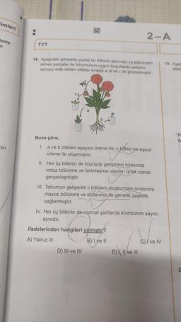 imleri
Amip
n
min
TYT
CA
10AM
18. Aşağıdaki görselde çiçekli bir bitkinin dalından ve kökünden
alınan parçalar ile tohumunun uygun koşullarda gelişimi
sonucu elde edilen bitkiler sırayla a, b ve c ile gösterilmiştir.
Buna göre,
I.
a ve b bitkileri eşeysiz üreme ile, c bitkisi ise eşeyli
üreme ile oluşmuştur.
2-A
II. Her üç bitkinin de büyüyüp gelişmesi sırasında
mitoz bölünme ve farklılaşma olayları ortak olarak
gerçekleşmiştir.
III. Tohumun gelişerek c bitkisini oluşturması sırasında
mayoz bölünme ve döllenme ile genetik çeşitlilik
sağlanmıştır.
IV. Her üç bitkinin de normal şartlarda kromozom sayısı
aynıdır.
ifadelerinden hangileri yanlıştır?
A) Yalnız III
B) I ve II
D) III ve IV
E) I, II ve III
C) ve IV
19. Aşağ
ailed
K
b
2