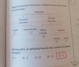 3 Aşağıdaki şemada hayvanların sınıflandırılması birer örnek-
le açıklanmıştır.
Sünger
0
Omurgasız
Hayvanlar
Hayvanlar
Derisidikenliler
||
Dikenli
Kurbağa
Omurgalı
Hayvanlar
Memeliler
Kanguru Balina
(IV)
Şemaya göre, en gelişmiş hayvan kaç numara ile göste-
rilmiştir?
A) 1 B) II C) III D) IV
E) V
127
Yu