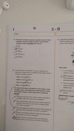 TYT
15. Hipotonik ortamda yaşamaya adapte olmuş bir Amip
yaşadığı ortamdan aşağıda verilen moleküllerden
hangisini alırken kesinlikle ATP harcar?
A Su
B Protein
Glikoz
DAzotlu tuz
E) Oksijen
16. "Canlı Alemleri ve Özellikleri konusunu işleyen Deniz
Öğretmen'in öğrencilerine yönelttiği sorulara öğrencilerinin
verdikleri cevaplar şunlardır:
Ozan: Arkeler alemidir.
Aybars: Mantarlar Alemidir.
Arda: Bakterier alemidir.
Ata: Protistler alemidir
Her öğrenci kendisine yöneltilen soruya doğru cevap
verdiğine göre, Deniz Öğretmen seçeneklerde verilen
sorulardan hangisini hiçbir öğrencisine yöneltmiş
olamaz?
A Prokaryot olup bazı türleri histon proteini sentezleme
özelliğine sahip olan canlı âlemi hangisidir?
Depo karbonhidrati glikojen olup tüm türleri heterotrof
beslenen, tek hücreli ve çok hücreli ömeklere sahip
canlı âlemi hangisidir?
2-B
Tath suda yaşamaya adapte olmuş tek hücreli türlerinde
kontraktil koful bulunabilen canlı âlemi hangisidir?
Olumsuz koşullarda endospor oluşturarak korunabilen
türlere sahip canlı âlemi hangisidir?
Kitinden oluşan dış iskelete sahip olup başkalaşım
geçiren türleri de bulunduran canlı âlemi hangisidir?
17. Aşağıdaki görselde ç
alınan parçalar ile tor
sonucu elde edilen bil
Buna göre,
CA
1. a ve b bitkileri e
üreme ile oluşm
Her üç bitkinin
mitoz bölünme
gerçekleşmiştir.
III. Tohumun gelişe
mayoz bölünme
sağlanmıştır.
Aer üç bitkinin c
aynıdır.
ifadelerinden hangile
4) Yalnız
D) Ill vel