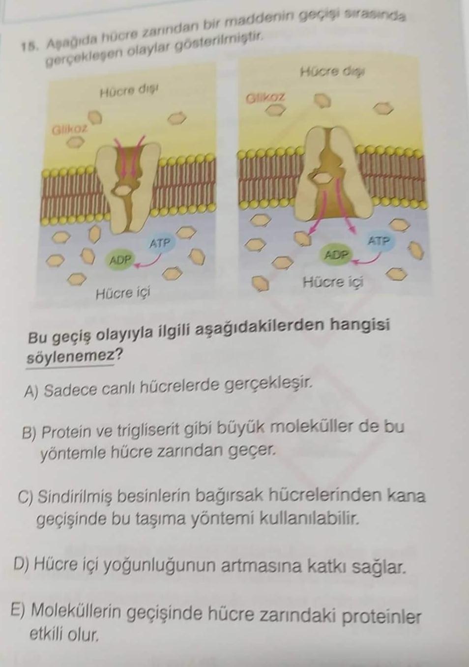 15. Aşağıda hücre zarından bir maddenin geçişi sırasında
gerçekleşen olaylar gösterilmiştir.
Glikoz
Hücre digi
ADP
ATP
Hücre içi
Glikoz
Hücre digi
ADP
Hücre içi
ATP
Bu geçiş olayıyla ilgili aşağıdakilerden hangisi
söylenemez?
A) Sadece canlı hücrelerde ger