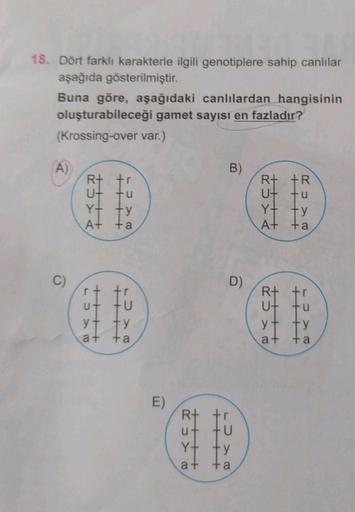 18. Dört farklı karakterle ilgili genotiplere sahip canlılar
aşağıda gösterilmiştir.
Buna göre, aşağıdaki canlılardan hangisinin
oluşturabileceği gamet sayısı en fazladır?
(Krossing-over var.)
A)
C)
CHE
y
A+ +a
YA
@YC
GE
y
at
ta
++++
LUXE
E)
RUY
B)
Y-
at
D