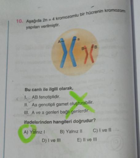 10. Aşağıda 2n = 4 kromozomlu bir hücrenin kromozom
yapıları verilmiştir.
a
Xx
B- B
Bu canlı ile ilgili olarak,
I. AB fenotiplidir.
II. Aa genotipli gamet oluşturabilir.
III. A ve a genleri bağlı genlerdir.
ifadelerinden hangileri doğrudur?
A) Yalnız I
B) 