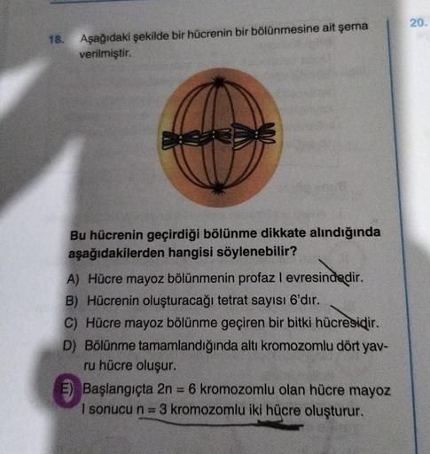 18.
Aşağıdaki şekilde bir hücrenin bir bölünmesine ait şema
verilmiştir.
Bu hücrenin geçirdiği bölünme dikkate alındığında
aşağıdakilerden hangisi söylenebilir?
A) Hücre mayoz bölünmenin profaz I evresindedir.
B) Hücrenin oluşturacağı tetrat sayısı 6'dır.