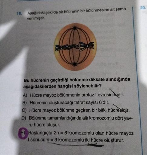 18.
Aşağıdaki şekilde bir hücrenin bir bölünmesine ait şema
verilmiştir.
Bu hücrenin geçirdiği bölünme dikkate alındığında
aşağıdakilerden hangisi söylenebilir?
A) Hücre mayoz bölünmenin profaz I evresindedir.
B) Hücrenin oluşturacağı tetrat sayısı 6'dır.
