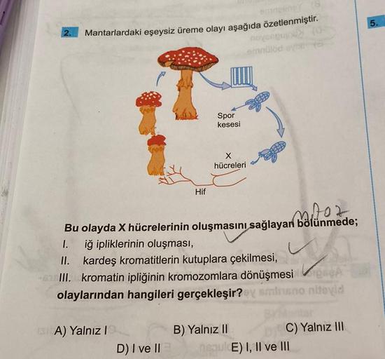 2.
emneliner (8
Mantarlardaki eşeysiz üreme olayı aşağıda özetlenmiştir.
Hif
13A) Yalnız I
Spor
kesesi
D) I ve II
Moz
Bu olayda X hücrelerinin oluşmasını sağlayan bölünmede;
I. iğ ipliklerinin oluşması,
novasquin
smnülod evil
X
hücreleri
II. kardeş kromati