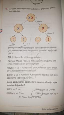 15. Aşağıda bir hücrenin mayoz bölünme geçirmesi şema-
tize edilmiştir.
8
P
X
1
R
XX K
Mayoz I
S
A) Elif ve Ebrar
C) Ceyda ve Ebrar
X
M
Mayoz II
Şemayı inceleyen öğrencilerin harflendirilen hücreler ve
gerçekleşen bölünme ile ilgili bazı yorumları aşağıdaki
gibidir.
Elif: K hücresi 2n = 2 kromozomludur.
Reyyan: Mayoz I'de L ve M hücrelerinin oluşumu sıra-
sında krossing over gerçekleşmiştir.
1
T
Ceyda: P ve R hücrelerinin DNA miktarları aynı ancak
DNA nükleotit dizilimleri farklıdır.
Ebrar: S ve T hücreleri, K hücresinin taşıdığı tüm gen
çeşitlerine kesinlikle sahiptir.
E) Ebrar, Ceyda ve Elif
Buna göre, hangi öğrencilerin yapmış olduğu açık-
lamalar doğrudur?
B) Reyyan ve Ceyda
D) Elif, Reyyan ve Ceyda
Diğer sayfaya geçiniz.