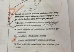 Kitap vadisi
TP
PAT
19. Memeli bir canlının yumurta ana hücresinde mey-
dana gelen mayoz bölünme sırasında aşağıda veri-
len olaylardan hangisi 3. sırada gerçekleşir?
A) Homolog kromozomların çift sıralı şekilde hücrenin
ekvator düzlemine yerleşmesi
rates
B) Tetrat, sinapsis ve krossing-over olaylarının ger-
çekleşmesi
C) Kromatitlerin zıt kutuplara çekilmesi
D) Homolog kromozomların birbirinden ayrılması
E) DNA'nın kendini eşleyerek sayısını iki katına çıkar-
ması