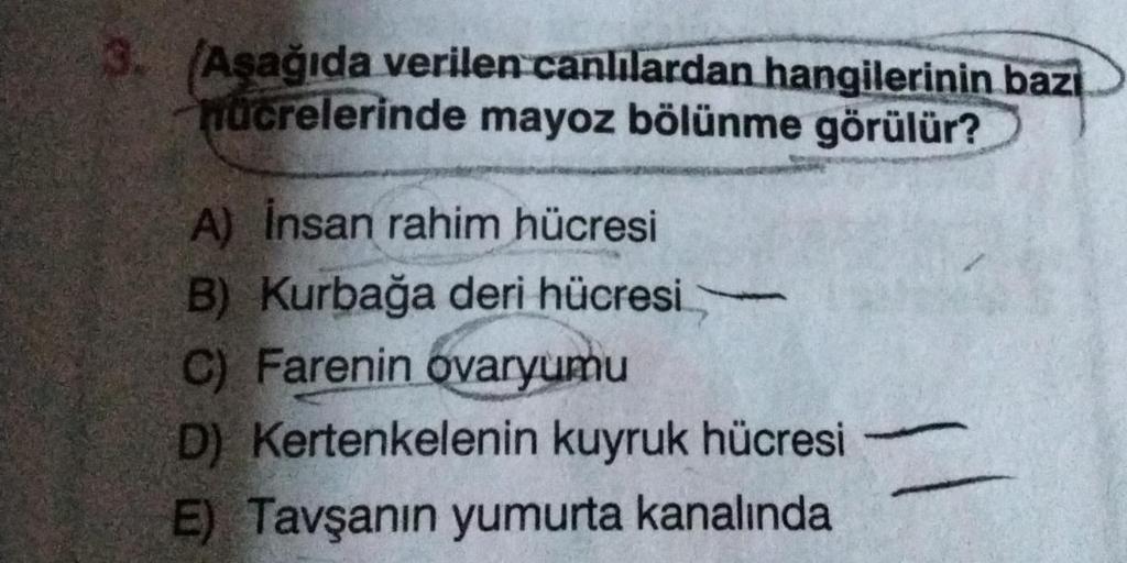 3. (Aşağıda verilen canlılardan hangilerinin bazi
hücrelerinde mayoz bölünme görülür?
A) İnsan rahim hücresi
B) Kurbağa deri hücresi
C) Farenin ovaryumu
D) Kertenkelenin kuyruk hücresi
E) Tavşanın yumurta kanalında