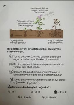 20.
Kendine ait kök ve
sürgün sistemine
sahip bitki
Patates üzerindeki
gözlerden yeni
bitkicikler gelişir
Olgun patates
toprağa gömülür
Vejetatif
Ureme
Olgun bitki yeni
patatesler verir.
Bir patatesin yeni bir patates bitkisi oluşturması
süreciyle ilgili,
1. Yumru gövdeler üzerinde bulunan gözlerden
uygun koşullarda yeni bitkiler oluşturulabilir.
II Bir bitki parçası, tohum ve meyve oluşturmadan
yeni bir bitki oluşturabilir.
III Bitkilerin toprak altı kısımlarında bölünme ve
farklılaşma yeteneğine sahip hücreler bulunur.
Yumru gövde ile çoğalan bitki türleri eşeyli olarak
çoğalamaz. (ali)
D) II, III ve IV
açıklamalarından hangileri doğrudur?
A) I ve II
B) I ve III
E) I, II, III ve IV
I, II ve III