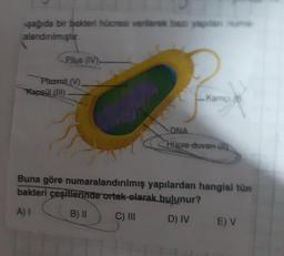 şağıda bir bakteri hücresi vererek bazı yapılan numa
alandırılmıştır.
Pilus (IV),
Plazmit (V).
Kapsül (III)
Pa
Kamçı
DNA
Hücre duvan (l)
Buna göre numaralandırılmış yapılardan hangisi tün
bakteri çeşitlerinde ortak olarak bulunur?
A) I
B) II
C) III
D) IV
E) V