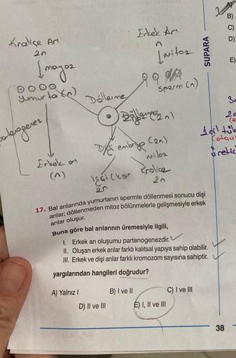 Kralice Ar
20
į mayoz
Yumurta (n)
sterogenez
Erkek o
Dolleine
A) Yalnız I
Erkek Ar
(20)
miba
Isai (ksir Krolice
20
Dy embriye
Imitoz
10
Sperm (n)
17. Bal arılarında yumurtanın spermle döllenmesi sonucu dişi
arılar; döllenmeden mitoz bölünmelerle gelişmesiy