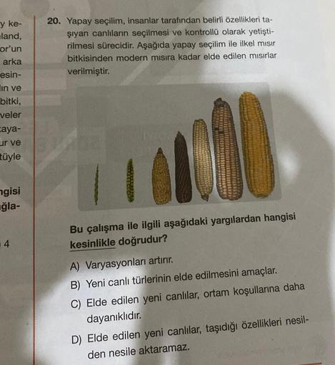 y ke-
land,
or'un
arka
esin-
in ve
bitki,
veler
caya-
ur ve
tüyle
ngisi
ğla-
4
20. Yapay seçilim, insanlar tarafından belirli özellikleri ta-
şıyan canlıların seçilmesi ve kontrollü olarak yetişti-
rilmesi sürecidir. Aşağıda yapay seçilim ile ilkel mısır
b