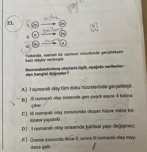 21.
1
2n
n
2n
mitoz
Döllenne
Mayarz
2n
2n
Major
Yukarıda, memeli bir canlının vücudunda gerçekleşen
bazı olaylar verilmiştir.
Numaralandırılmış olaylarla ilgili, aşağıda verilenler-
den hangisi doğrudur?
A) I numaralı olay tüm doku hücrelerinde gerçekleşir