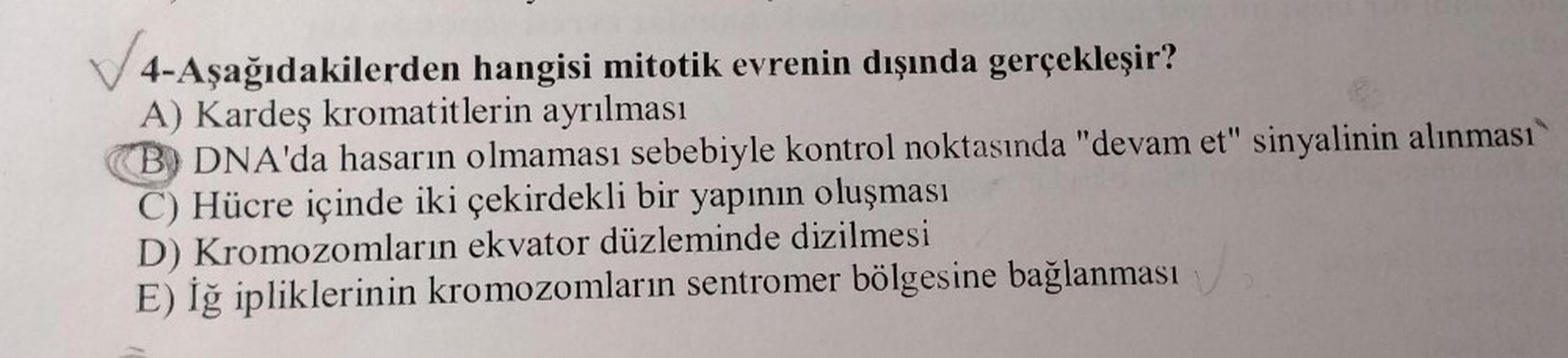 ✓✓/4-Aşağıdakilerden hangisi mitotik evrenin dışında gerçekleşir?
A) Kardeş kromatitlerin ayrılması
B DNA'da hasarın olmaması sebebiyle kontrol noktasında "devam et" sinyalinin alınması
C) Hücre içinde iki çekirdekli bir yapının oluşması
D) Kromozomların e