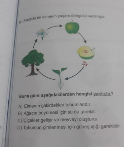 12. Aşağıda bir elmanın yaşam döngüsü verilmiştir.
Buna göre aşağıdakilerden hangisi yanlıştır?
A) Elmanın çekirdekleri tohumlarıdır.
B) Ağacın büyümesi için su da gerekir.
C) Çiçekler gelişir ve meyveyi oluşturur.
D) Tohumun çimlenmesi için güneş ışığı ge