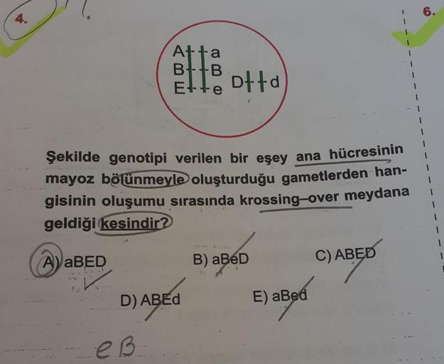 Şekilde genotipi verilen bir eşey ana hücresinin
mayoz bölünmeyle oluşturduğu gametlerden han-
gisinin oluşumu sırasında krossing-over meydana
geldiği kesindir?
A) aBED
Atta
ette otta
B+B
D) ABED
eB
B) aBeD
E) aBed
C) ABED
6.
1
1