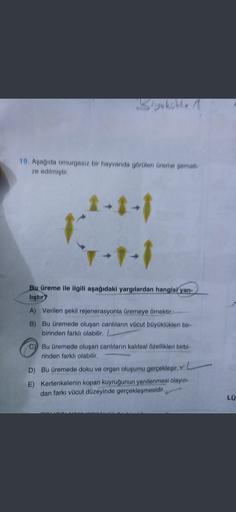 19. Aşağıda omurgasız bir hayvanda görülen üreme şemati-
ze edilmiştir.
-1
-1
Bu üreme ile ilgili aşağıdaki yargılardan hangisi yan-
liştır?
A) Verilen şekil rejenerasyonla üremeye örnektir.
B) Bu üremede oluşan canlıların vücut büyüklükleri bir-
birinden 