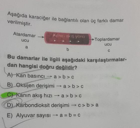 Aşağıda karaciğer ile bağlantılı olan üç farklı dam… Biyoloji Aşağıda karaciğer ile bağlantılı olan üç farklı dam… Biyoloji