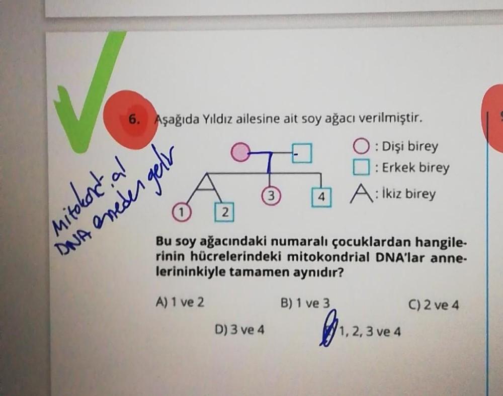 V
6. Aşağıda Yıldız ailesine ait soy ağacı verilmiştir.
O: Dişi birey
mitokondial
DNA emeden getr
2
4
D) 3 ve 4
: Erkek birey
A: İkiz birey
Bu soy ağacındaki numaralı çocuklardan hangile-
rinin hücrelerindeki mitokondrial DNA'lar anne-
lerininkiyle tamamen