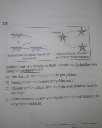 20)
Kertenkelenin kopan kuyruğunu
onarması
Kesiliyor
Deniz yıldızının kesilen
parçalarını tamamlaması
Şekilde verilen olaylarla ilgili olarak aşağıdakilerden
hangisi söylenemez?
A) Her ikisi de mitoz bölünme ile gerçekleşir.
B) Deniz yıldızında üreme gerçe